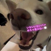 口を大きく開ける犬4