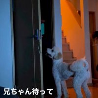 ますお君の人間のような行動4