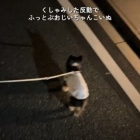 夜道を歩く犬