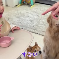 わんこたちと1歳の女の子