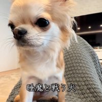 眠気と戦うチャイちゃん