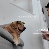 口元がゆるむ犬