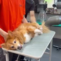 すぐさま体勢を立て直す