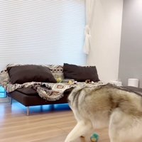 ボールを見失うセナくん