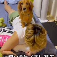 ベッドに寝転がっている飼い主の背中に乗る犬
