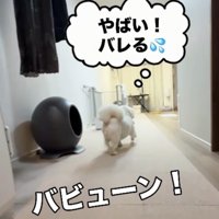靴を運ぶ犬