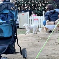 飼い主さんを見失ったおもちくん