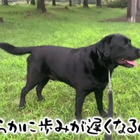 ムニくんのお散歩拒否