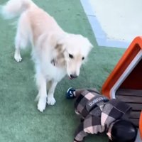 男の子を見守る犬