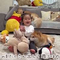 おもちゃで遊ぶほのちゃん