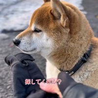 捜索をお願いする飼い主さん