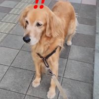 道で立ち止まる犬