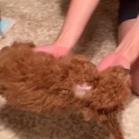 抱えられて移動するシャルマンくん1