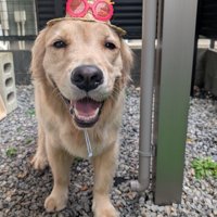 ニコニコ