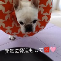 ご飯を前に真剣な表情のフレンチブルドッグ