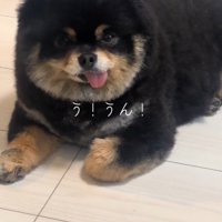 飼い主の言葉を聞いて首を縦に振る犬