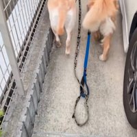 歩いていく2匹の大型犬
