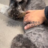 飼い主に背中を撫でられて振り向く犬