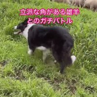 毅然と戦うわかばちゃん