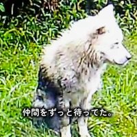 遠くを見つめる犬