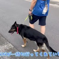 おじいちゃんが代わりに散歩