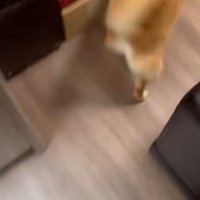 お迎えに走る柴犬