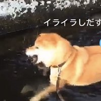 イライラし始める犬