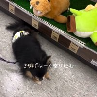 座る犬