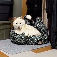 唐草模様のベッドの中で前足を振り上げる犬