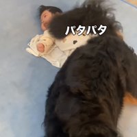 赤ちゃんのそばで尻尾を振る犬