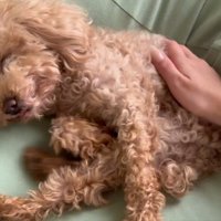 撫でられるハグちゃん