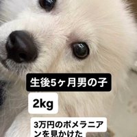 3万円で売れ残っていた子犬