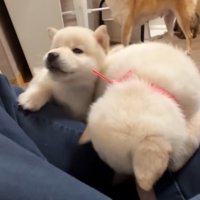 甘えん坊たちがお膝の上へ