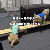 木の枠のそばにいる子犬たち