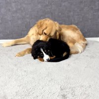 毛づくろいするゴールデンさん