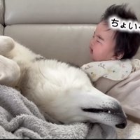 ぐずる赤ちゃんの隣で仰向けになる犬
