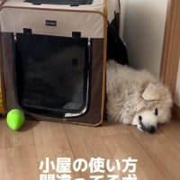 小屋から飛び出ていたり…