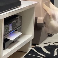 プリンターをじーっ…