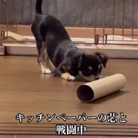 「そもそもこれなに？」