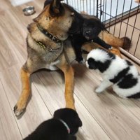 ダニエルくんもお世話