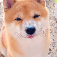 笑顔の柴犬％%ご飯をおねだりしている時の笑顔