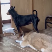 お部屋を散歩する子猫