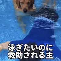 水中にいる飼い主さんを不安そうに見る犬