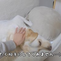 ちょっかいを掛けても無視