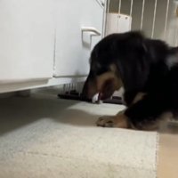 チェストの隙間を覗く犬