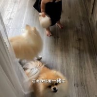 幼児と小型犬