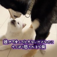 赤ちゃん犬、まごうことなき可愛さ