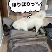 スーツケースを掘る犬