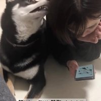 「撫でて」と控えめにアピール