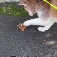 松ぼっくりは慎重に…